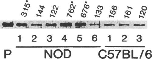 https://cdn.ncbi.nlm.nih.gov/pmc/blobs/c16e/185760/391c949999b2/jcinvest00015-0212-b.jpg