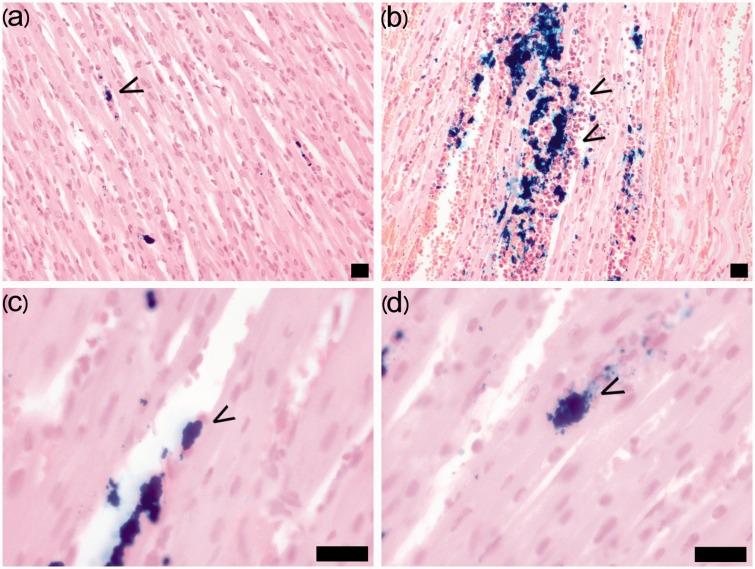 https://cdn.ncbi.nlm.nih.gov/pmc/blobs/c16f/5544151/b55fc93462ec/10.1177_2058460117718407-fig3.jpg