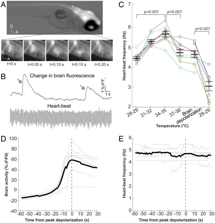https://cdn.ncbi.nlm.nih.gov/pmc/blobs/c171/9522358/4c28dadbb3b3/pnas.2207052119fig04.jpg