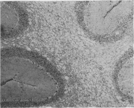 https://cdn.ncbi.nlm.nih.gov/pmc/blobs/c175/1614402/4ba2095dfbe2/vetsci00352-0017-a.jpg