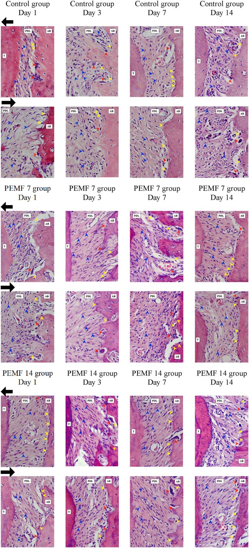 https://cdn.ncbi.nlm.nih.gov/pmc/blobs/c17a/11741038/60736eb19285/gr5.jpg