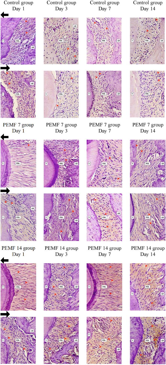 https://cdn.ncbi.nlm.nih.gov/pmc/blobs/c17a/11741038/d27242151a01/gr7.jpg