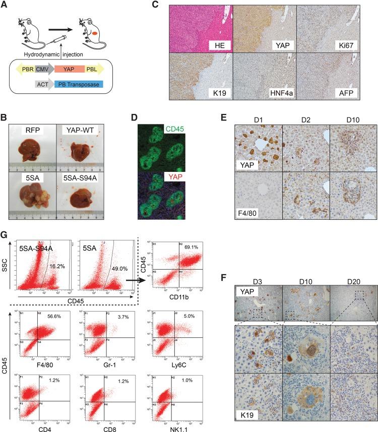 https://cdn.ncbi.nlm.nih.gov/pmc/blobs/c17d/5358722/05a9766ac615/247f01.jpg