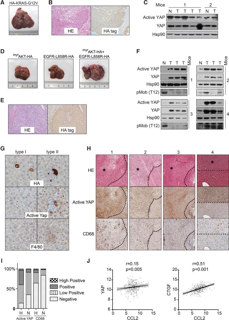 https://cdn.ncbi.nlm.nih.gov/pmc/blobs/c17d/5358722/0c9e3cae2e11/247f06.jpg