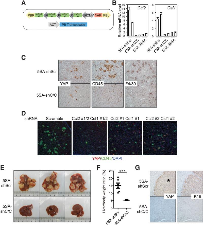 https://cdn.ncbi.nlm.nih.gov/pmc/blobs/c17d/5358722/18056649bd95/247f04.jpg