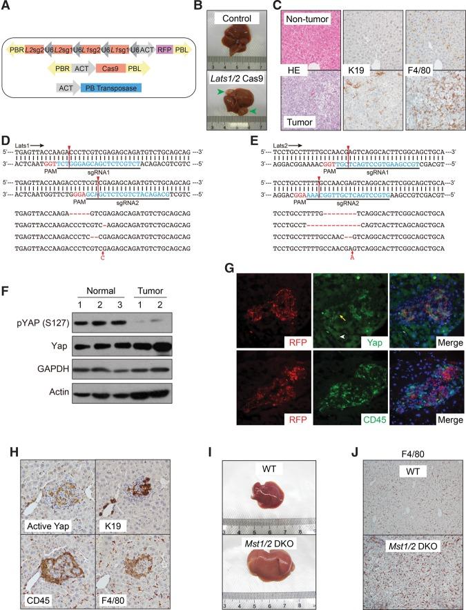 https://cdn.ncbi.nlm.nih.gov/pmc/blobs/c17d/5358722/4d9e2daedb8f/247f02.jpg