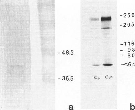 https://cdn.ncbi.nlm.nih.gov/pmc/blobs/c181/1869942/b3f744499fe8/amjpathol00048-0245-a.jpg