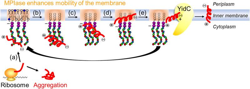 https://cdn.ncbi.nlm.nih.gov/pmc/blobs/c182/10881803/245a66ef7d73/fchem-12-1353688-g008.jpg