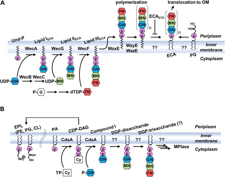 https://cdn.ncbi.nlm.nih.gov/pmc/blobs/c182/10881803/2a8bf2ee67e1/fchem-12-1353688-g005.jpg