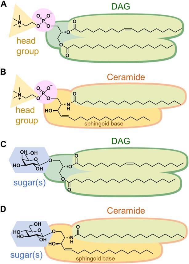 https://cdn.ncbi.nlm.nih.gov/pmc/blobs/c182/10881803/b7004bf894cd/fchem-12-1353688-g002.jpg
