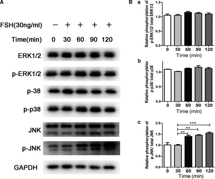 https://cdn.ncbi.nlm.nih.gov/pmc/blobs/c185/7521281/183f975712e6/JCMM-24-10621-g004.jpg