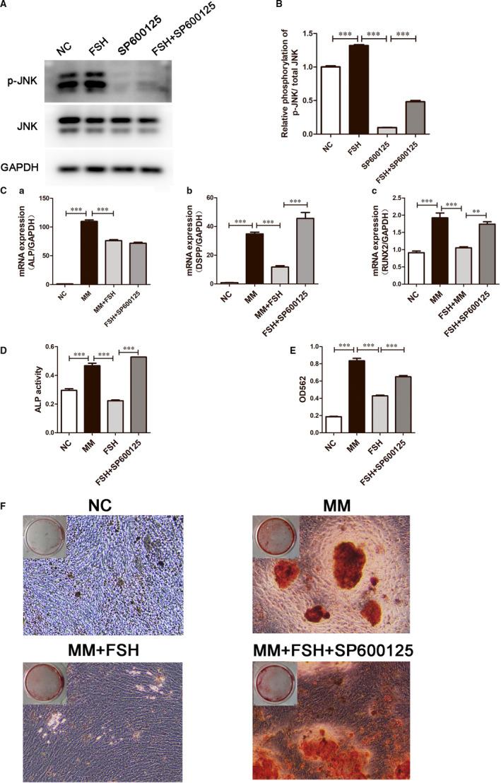 https://cdn.ncbi.nlm.nih.gov/pmc/blobs/c185/7521281/42007efeb034/JCMM-24-10621-g005.jpg