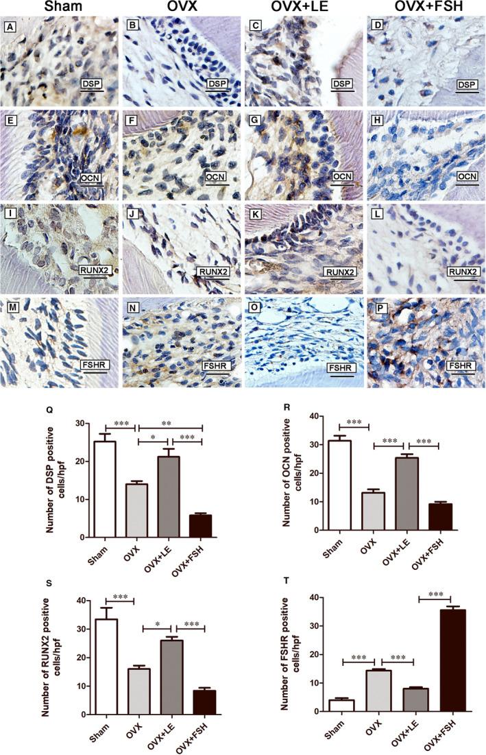 https://cdn.ncbi.nlm.nih.gov/pmc/blobs/c185/7521281/bdd908f3d448/JCMM-24-10621-g007.jpg