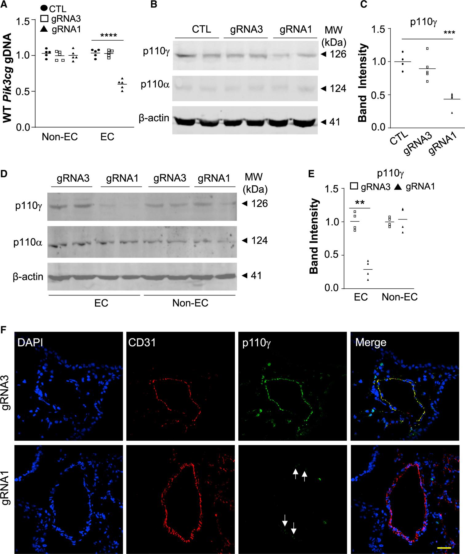 https://cdn.ncbi.nlm.nih.gov/pmc/blobs/c187/8769807/85a79d8092cc/nihms-1768918-f0003.jpg