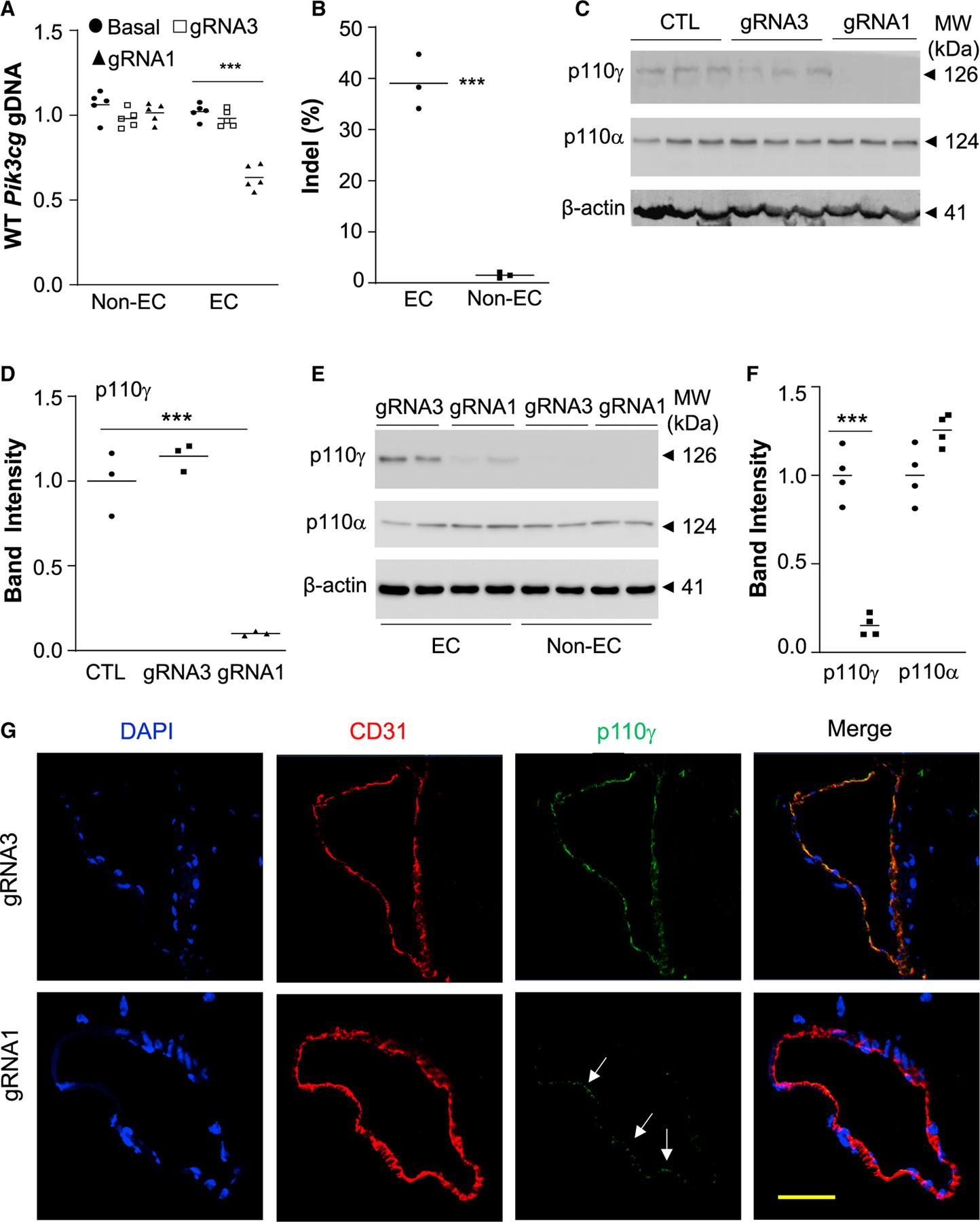 https://cdn.ncbi.nlm.nih.gov/pmc/blobs/c187/8769807/c9603f426516/nihms-1768918-f0005.jpg