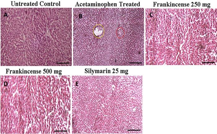 https://cdn.ncbi.nlm.nih.gov/pmc/blobs/c191/6544398/13743c9fff07/oncotarget-10-3472-g009.jpg