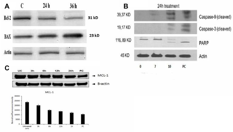 https://cdn.ncbi.nlm.nih.gov/pmc/blobs/c191/6544398/22ef5420ba70/oncotarget-10-3472-g005.jpg