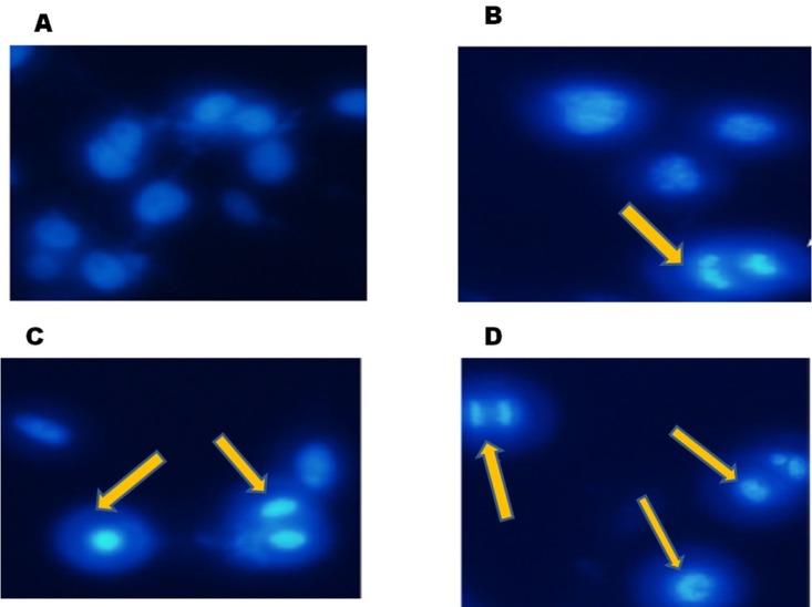 https://cdn.ncbi.nlm.nih.gov/pmc/blobs/c191/6544398/c514dd65582e/oncotarget-10-3472-g002.jpg
