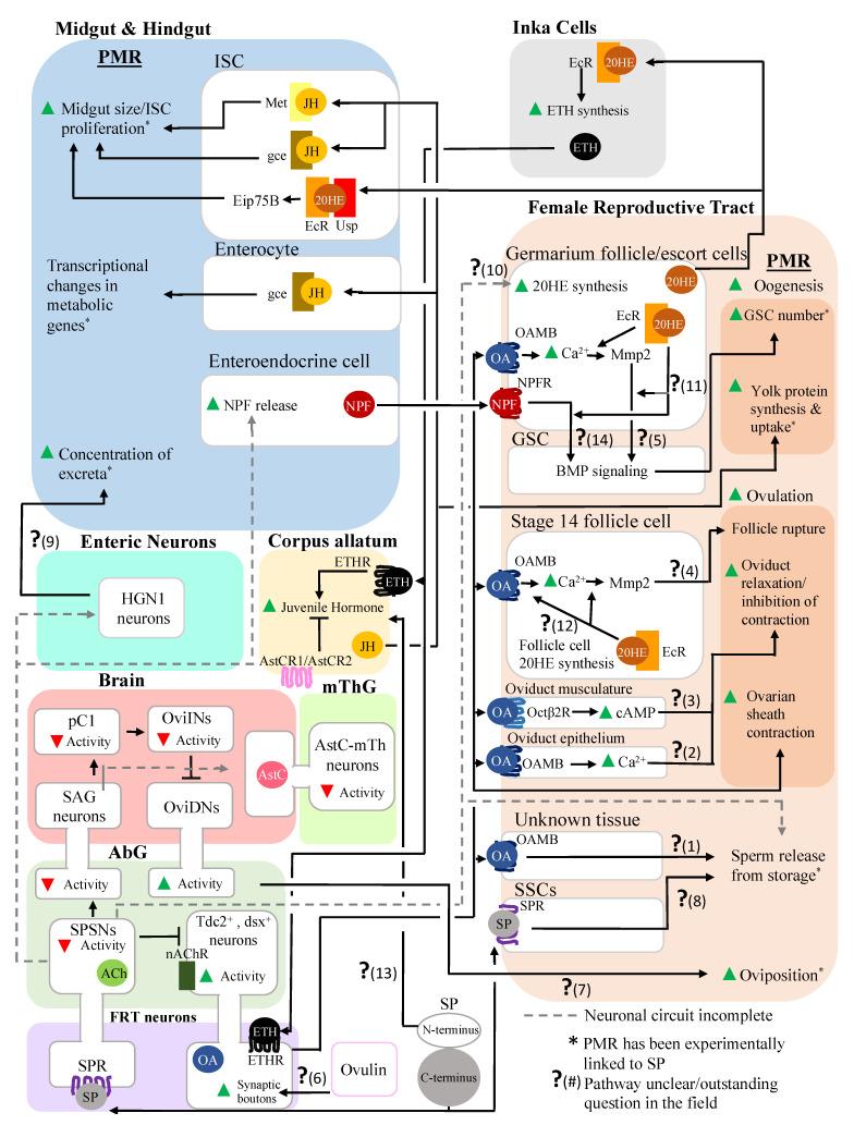 https://cdn.ncbi.nlm.nih.gov/pmc/blobs/c192/9324770/aae30f643c3a/insects-13-00623-g002.jpg