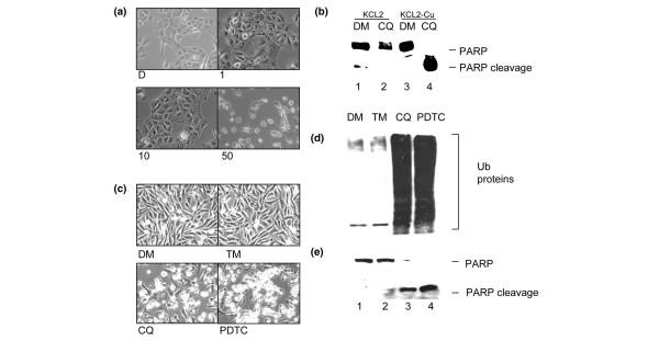 https://cdn.ncbi.nlm.nih.gov/pmc/blobs/c194/1410741/f1f3fdee0536/bcr1322-7.jpg