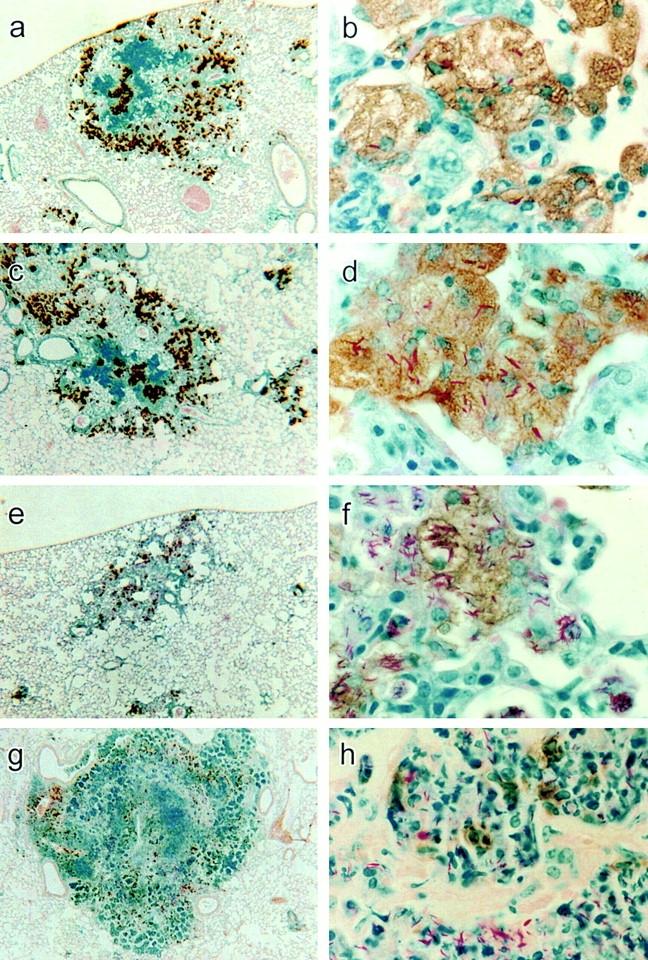 https://cdn.ncbi.nlm.nih.gov/pmc/blobs/c194/2195922/4c314796cb90/JEM001848.f9.jpg