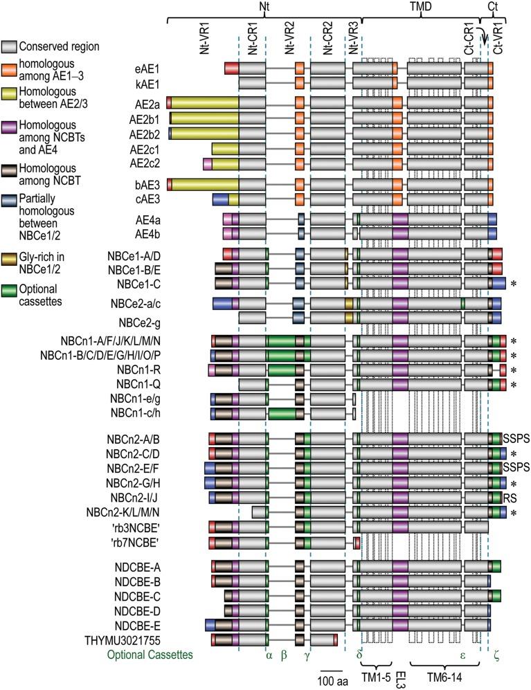 https://cdn.ncbi.nlm.nih.gov/pmc/blobs/c194/4664831/457a36a6744c/fphys-06-00355-g0005.jpg