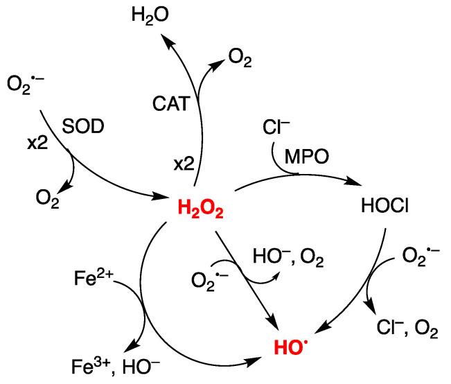 https://cdn.ncbi.nlm.nih.gov/pmc/blobs/c194/9687895/388d5501f2c9/biomolecules-12-01630-g001.jpg