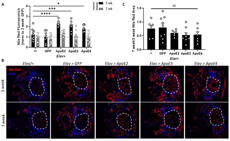 https://cdn.ncbi.nlm.nih.gov/pmc/blobs/c198/11594465/4646173030d5/genes-15-01376-g002.jpg