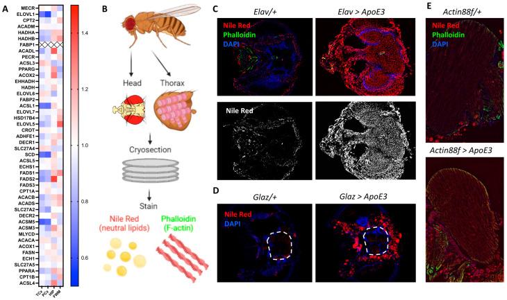https://cdn.ncbi.nlm.nih.gov/pmc/blobs/c198/11594465/7adf4c45081d/genes-15-01376-g001.jpg