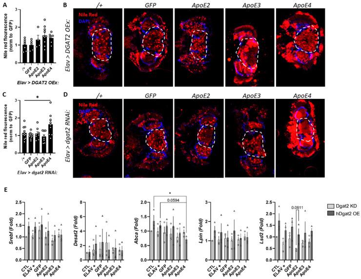 https://cdn.ncbi.nlm.nih.gov/pmc/blobs/c198/11594465/ff2fbaa6d624/genes-15-01376-g003.jpg