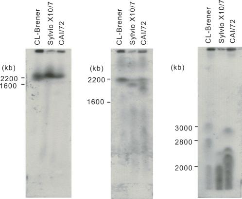 https://cdn.ncbi.nlm.nih.gov/pmc/blobs/c198/2691823/5c0b3f31559f/gkp172f3.jpg