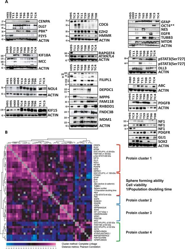 https://cdn.ncbi.nlm.nih.gov/pmc/blobs/c198/4694895/8a048db3b82d/oncotarget-06-26192-g005.jpg