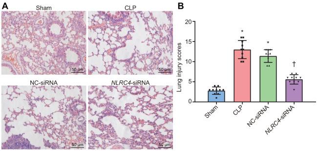 https://cdn.ncbi.nlm.nih.gov/pmc/blobs/c198/7835030/abeb02d34029/aging-13-202379-g002.jpg