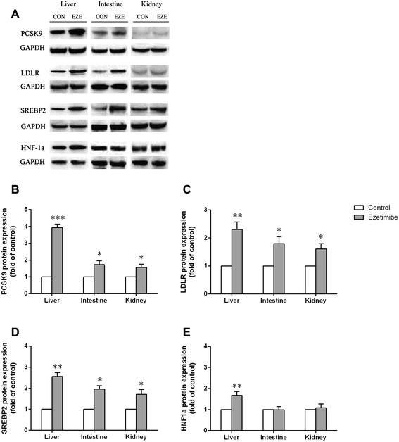 https://cdn.ncbi.nlm.nih.gov/pmc/blobs/c19c/4365528/a90ad5310d21/12967_2015_452_Fig3_HTML.jpg