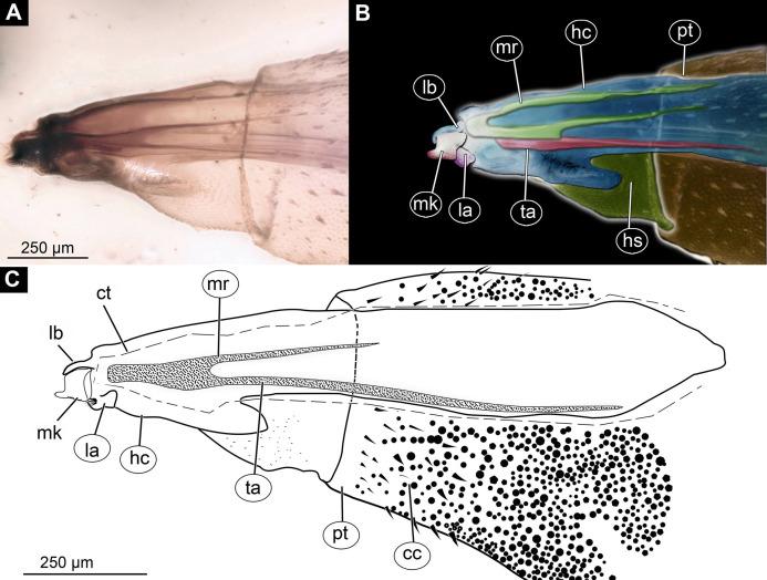 https://cdn.ncbi.nlm.nih.gov/pmc/blobs/c19c/7706506/2858531e8129/peerj-08-10356-g003.jpg