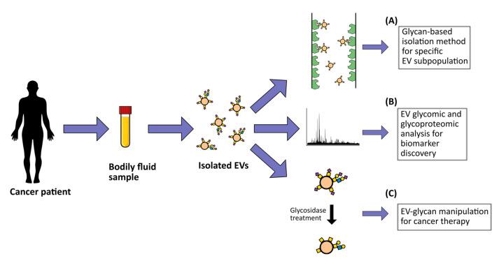 https://cdn.ncbi.nlm.nih.gov/pmc/blobs/c19c/7827205/65e3017023a8/cells-10-00109-g002.jpg