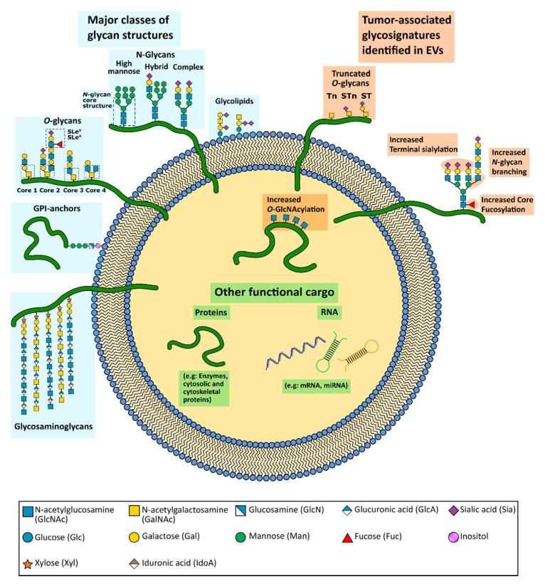 https://cdn.ncbi.nlm.nih.gov/pmc/blobs/c19c/7827205/dc2c01665396/cells-10-00109-g001.jpg