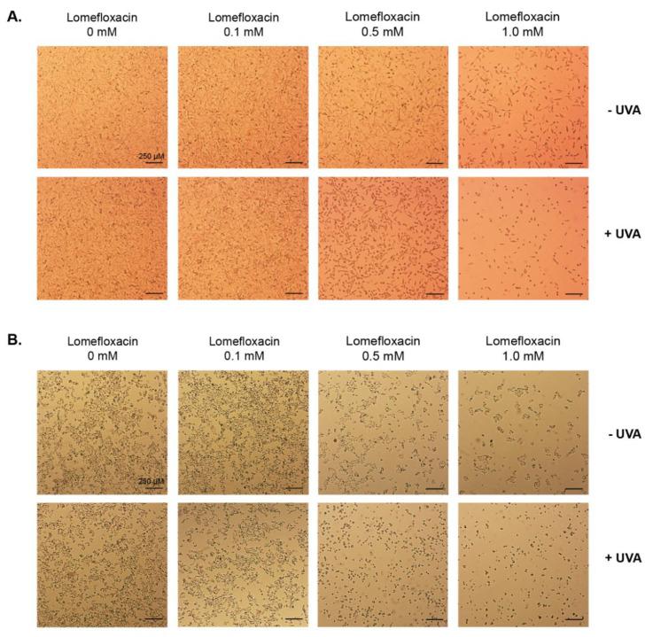 https://cdn.ncbi.nlm.nih.gov/pmc/blobs/c19d/7728064/0d92e79eaab0/ijms-21-08937-g002.jpg