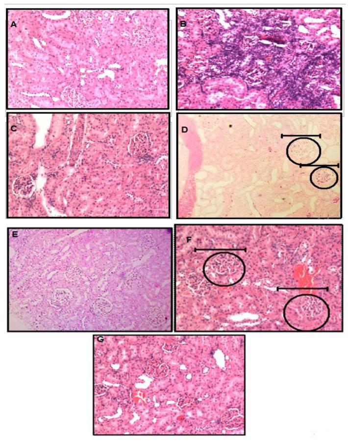 https://cdn.ncbi.nlm.nih.gov/pmc/blobs/c19d/9695289/95ae12d7ba5e/life-12-01819-g008.jpg