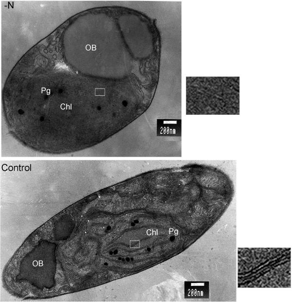 https://cdn.ncbi.nlm.nih.gov/pmc/blobs/c19f/3662598/90372c9f3848/1754-6834-6-67-5.jpg