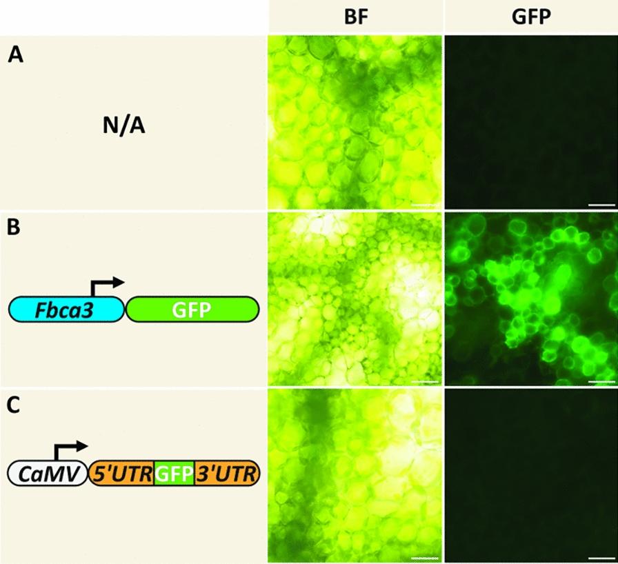 https://cdn.ncbi.nlm.nih.gov/pmc/blobs/c1aa/11674322/a27c6c44212b/13007_2024_1306_Fig5_HTML.jpg