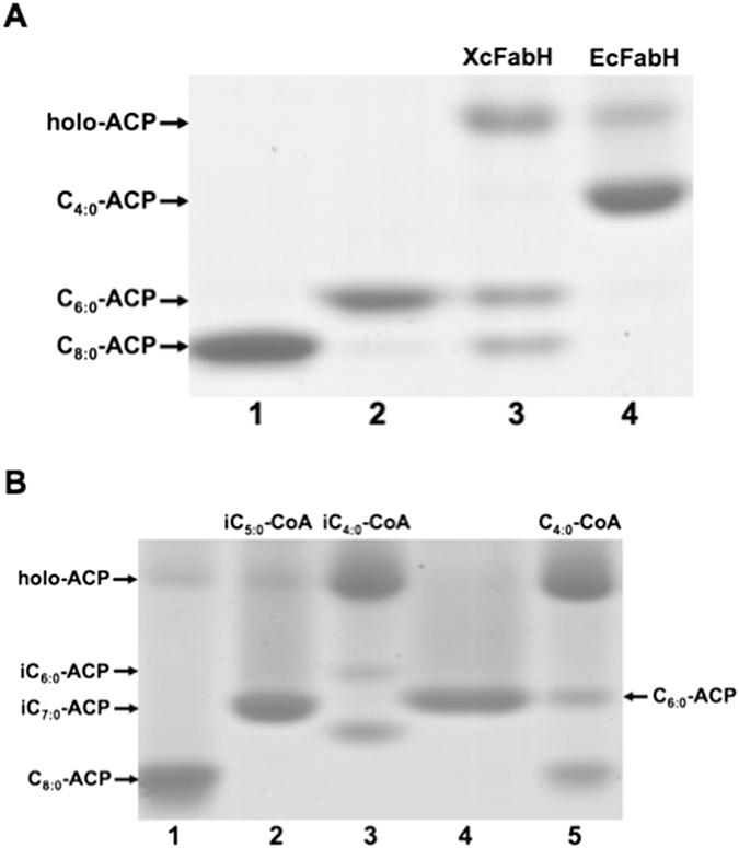 https://cdn.ncbi.nlm.nih.gov/pmc/blobs/c1ad/5011732/ff1428b34605/srep32811-f3.jpg