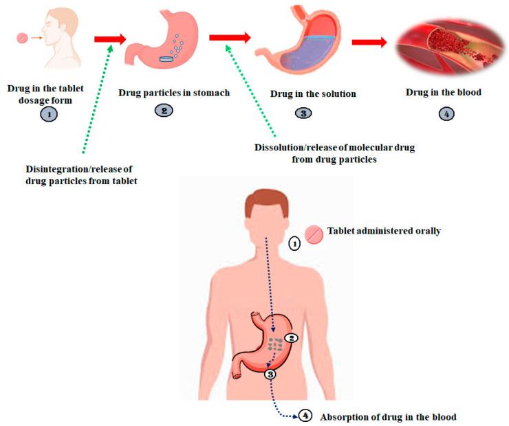 https://cdn.ncbi.nlm.nih.gov/pmc/blobs/c1af/10221903/c6590457c78b/life-13-01099-g001.jpg