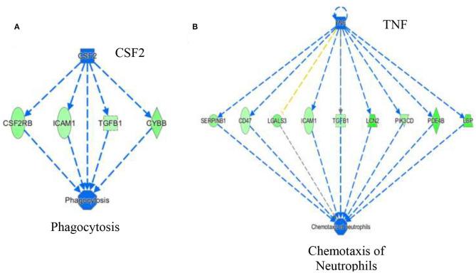 https://cdn.ncbi.nlm.nih.gov/pmc/blobs/c1b3/7759473/0599481b4690/fnut-07-607970-g0006.jpg