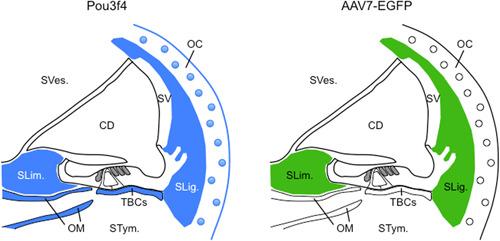 https://cdn.ncbi.nlm.nih.gov/pmc/blobs/c1b4/10529175/a42c402c666f/IBRA-8-431-g005.jpg