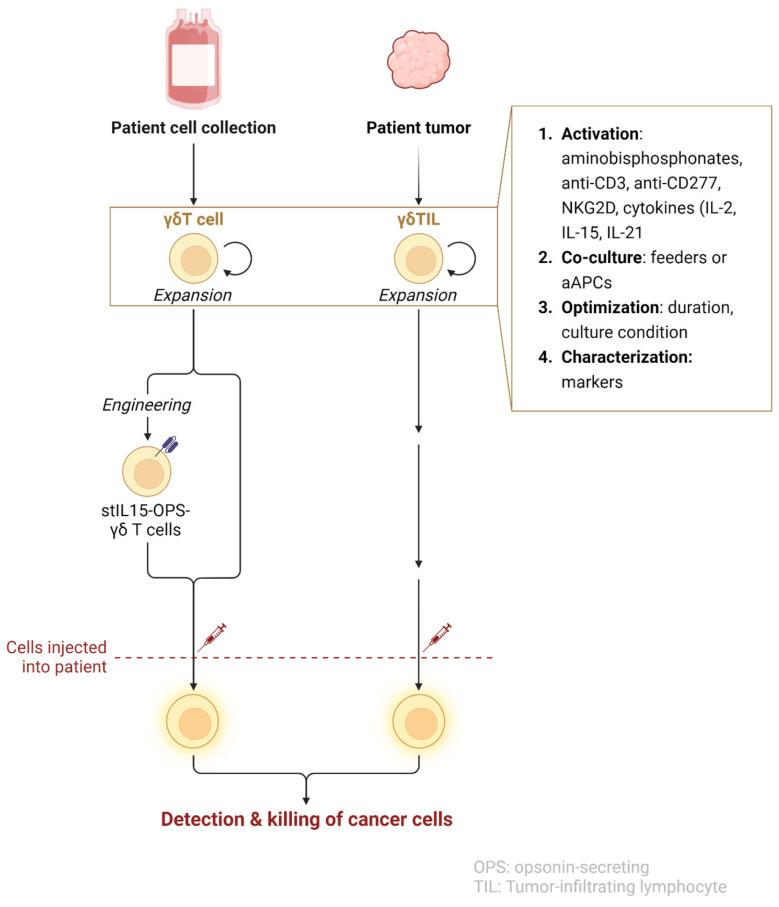 https://cdn.ncbi.nlm.nih.gov/pmc/blobs/c1b4/11987767/d49266577268/cancers-17-01063-g002.jpg