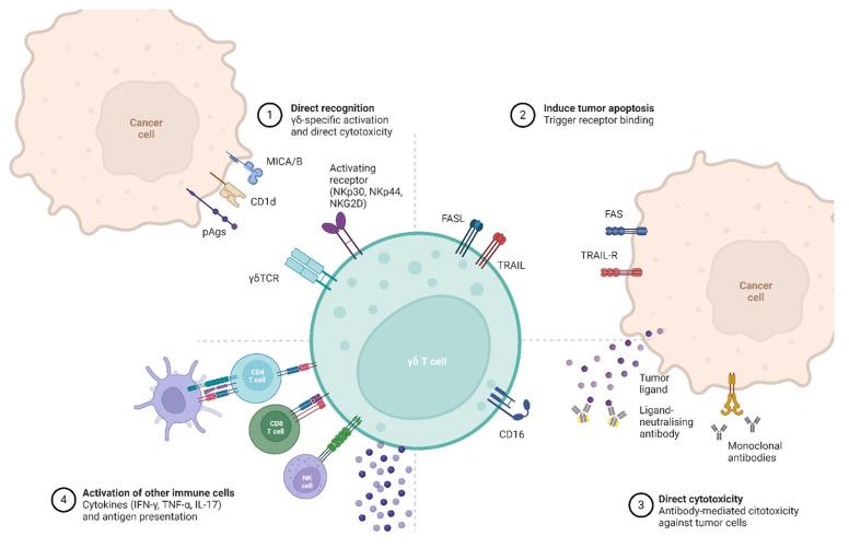 https://cdn.ncbi.nlm.nih.gov/pmc/blobs/c1b4/11987767/eae489ac3258/cancers-17-01063-g001.jpg