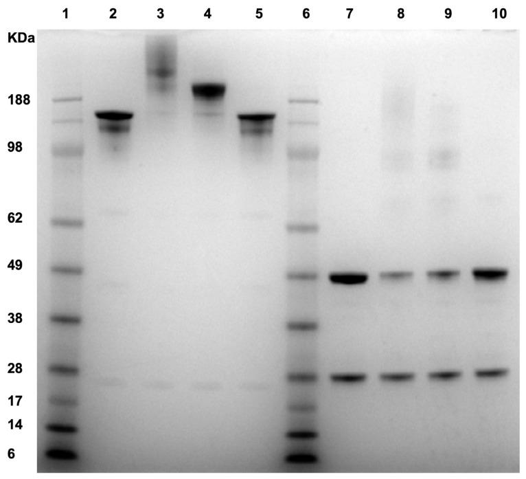 https://cdn.ncbi.nlm.nih.gov/pmc/blobs/c1b4/8070435/67ce5c003117/ijms-22-03952-g003.jpg