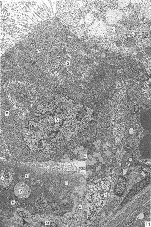 https://cdn.ncbi.nlm.nih.gov/pmc/blobs/c1b6/1256658/0020abc47f09/janat00045-0087-a.jpg