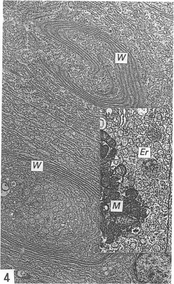 https://cdn.ncbi.nlm.nih.gov/pmc/blobs/c1b6/1256658/1d15980804da/janat00045-0082-d.jpg